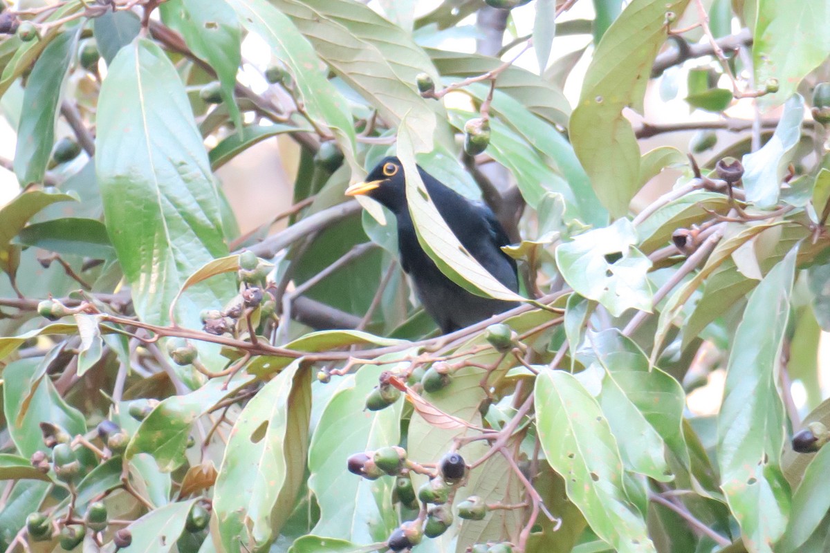 Yellow-legged Thrush - ML622901140