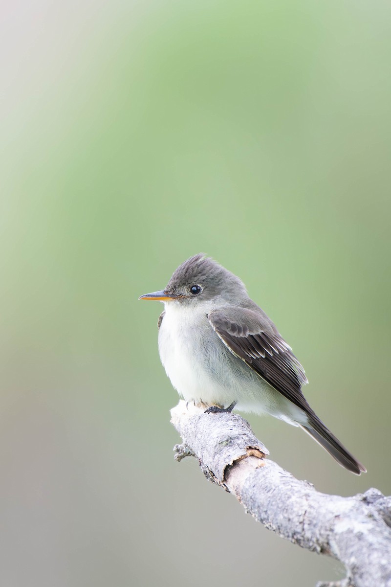 Eastern Wood-Pewee - ML622901198