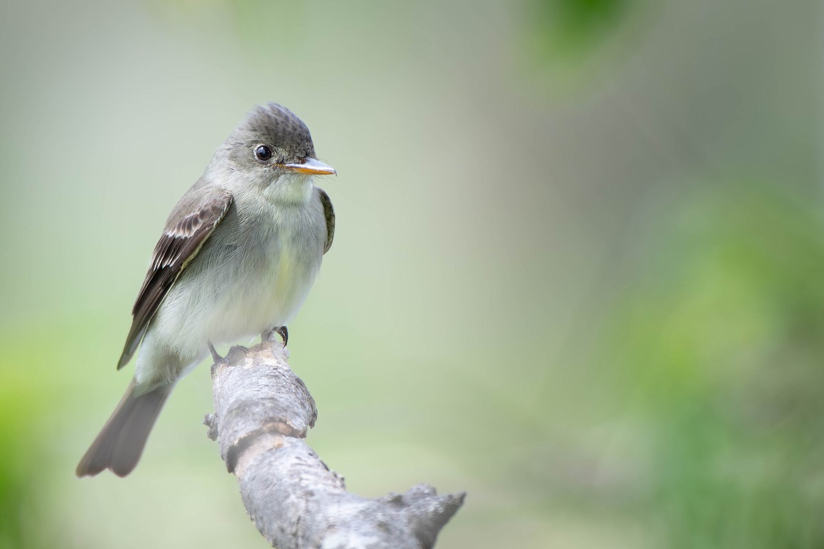 Eastern Wood-Pewee - ML622901199