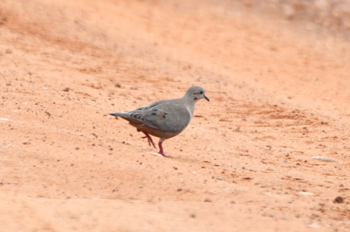 Eared Dove - ML622901253