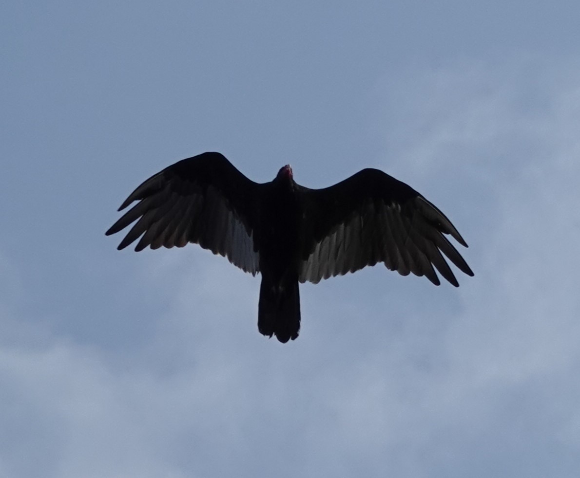 Turkey Vulture - ML622901292