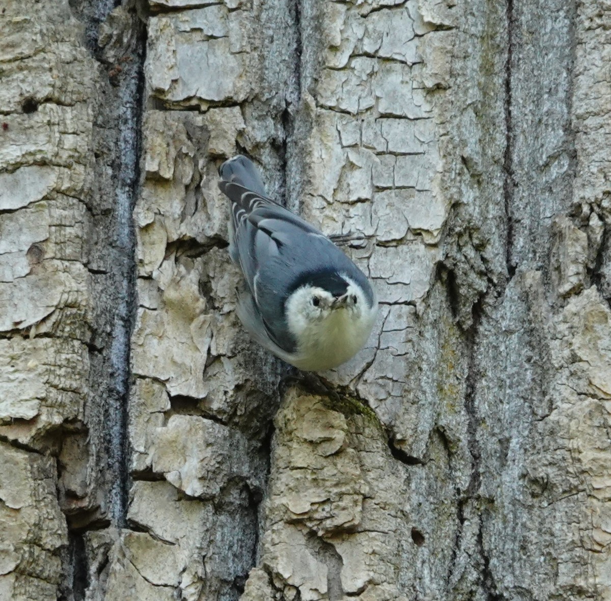 White-breasted Nuthatch - ML622901305