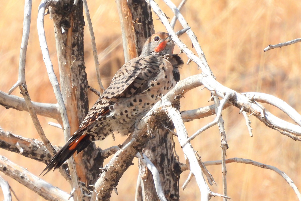 Northern Flicker - Diana LaSarge and Aaron Skirvin