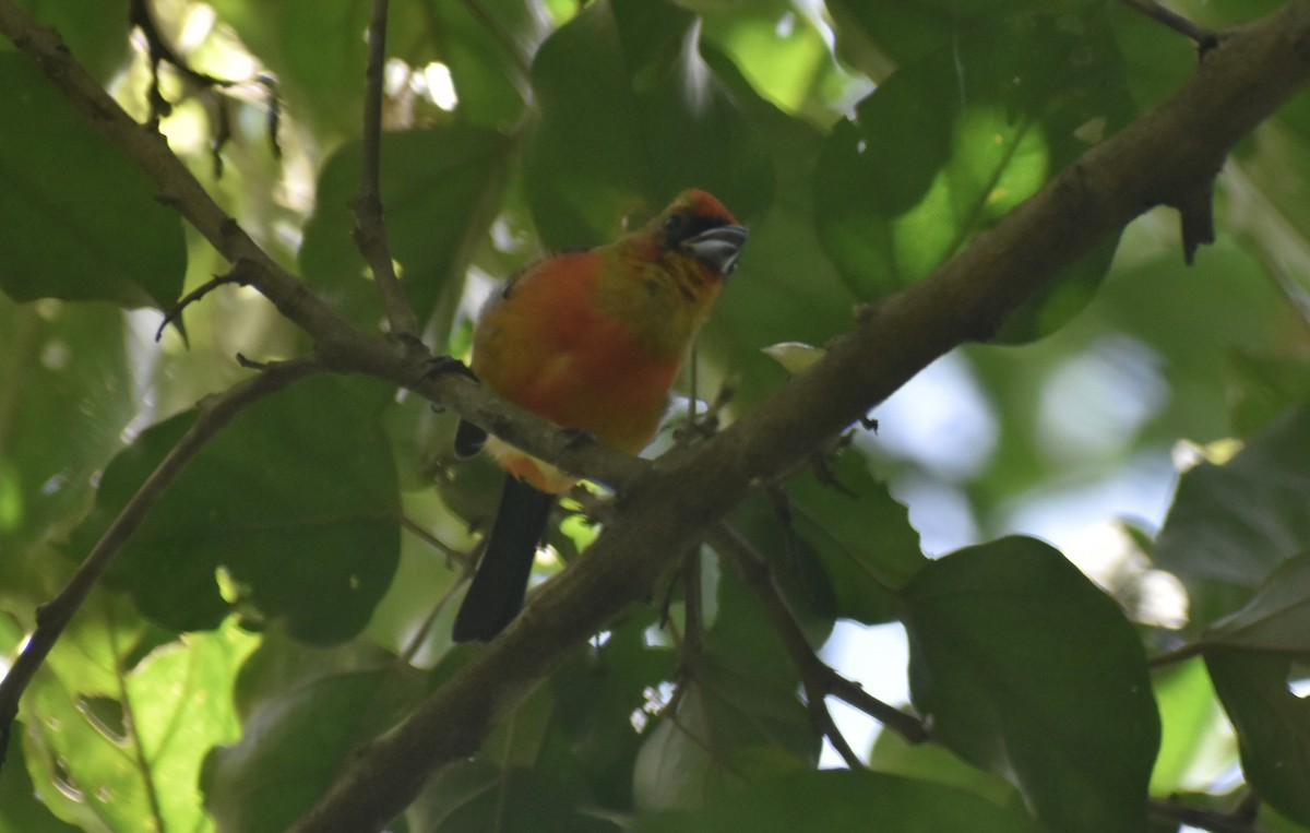 White-winged Tanager - ML622901314