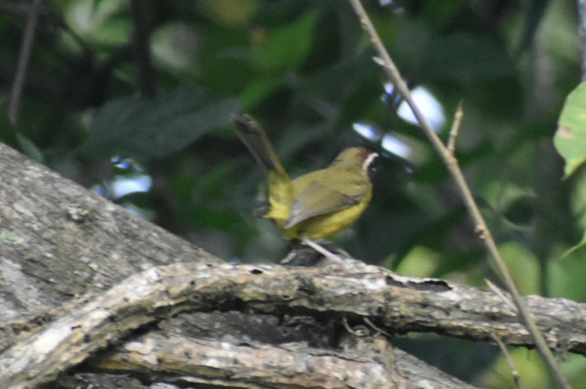 Chestnut-capped Warbler - ML622901316