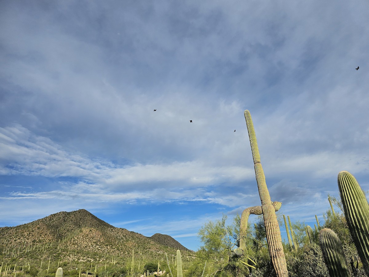 Purple Martin (hesperia) - Jennie MacFarland