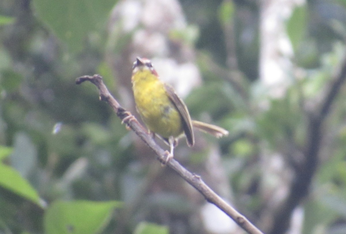 Chestnut-capped Warbler - ML622901327