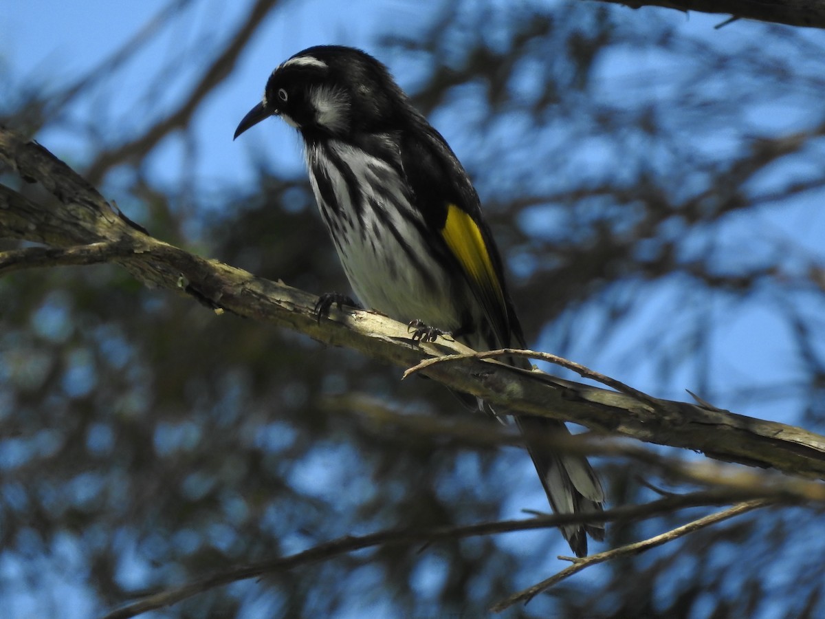 New Holland Honeyeater - ML622901332