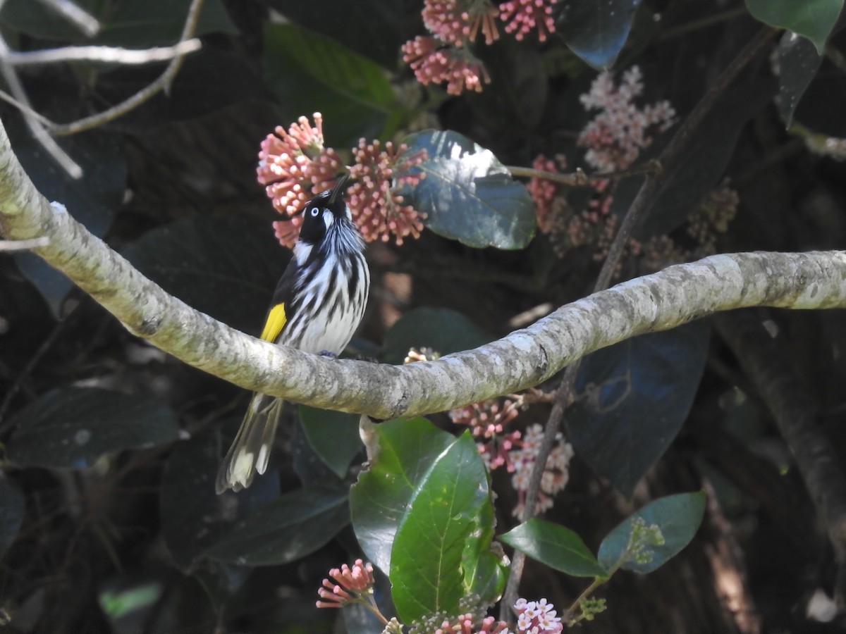 New Holland Honeyeater - ML622901333