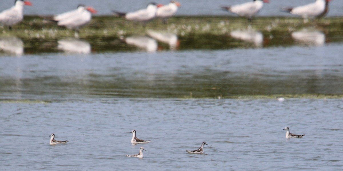 Red-necked Phalarope - ML622901373