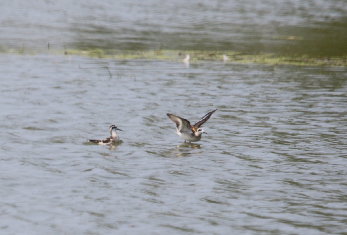 Red-necked Phalarope - ML622901374