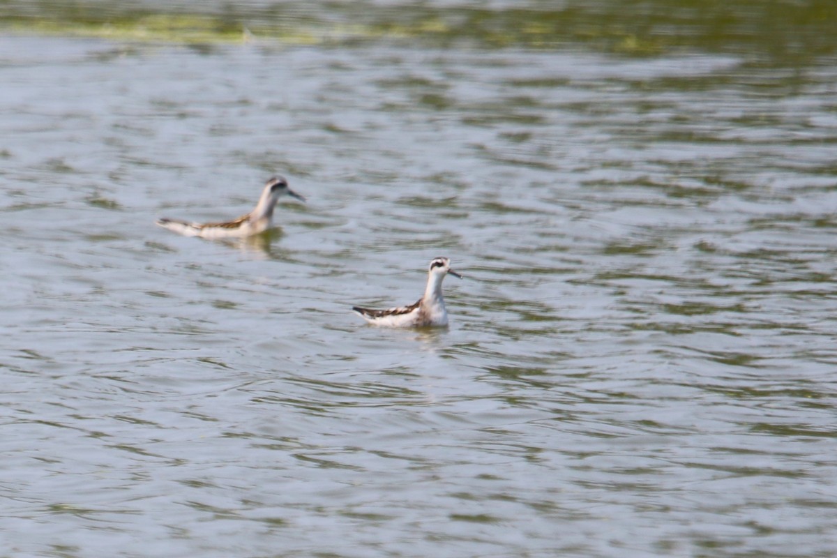 Red-necked Phalarope - ML622901375