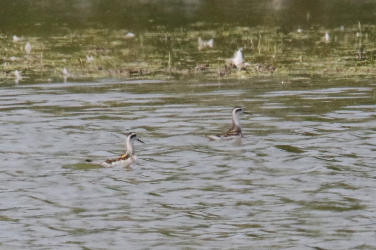 Red-necked Phalarope - ML622901376