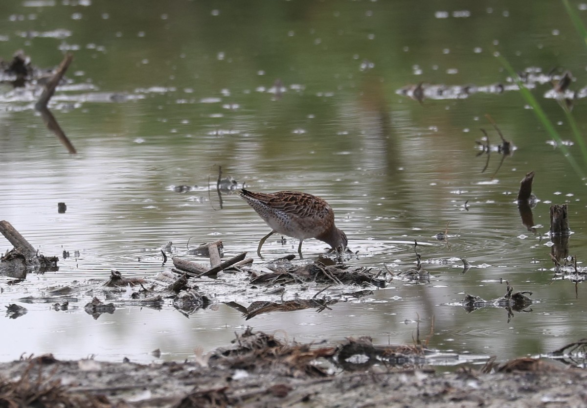 Short-billed Dowitcher - ML622901403