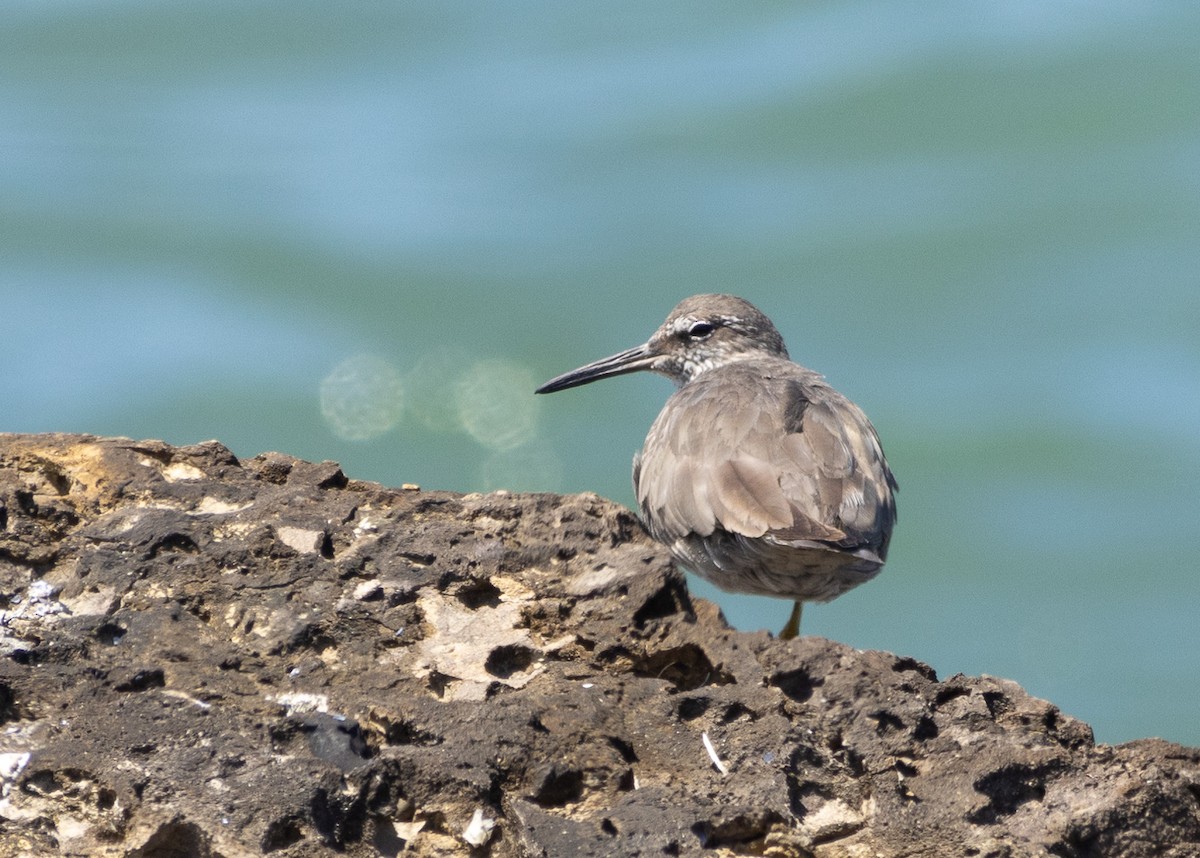 Wandering Tattler - Georgia Wyatt