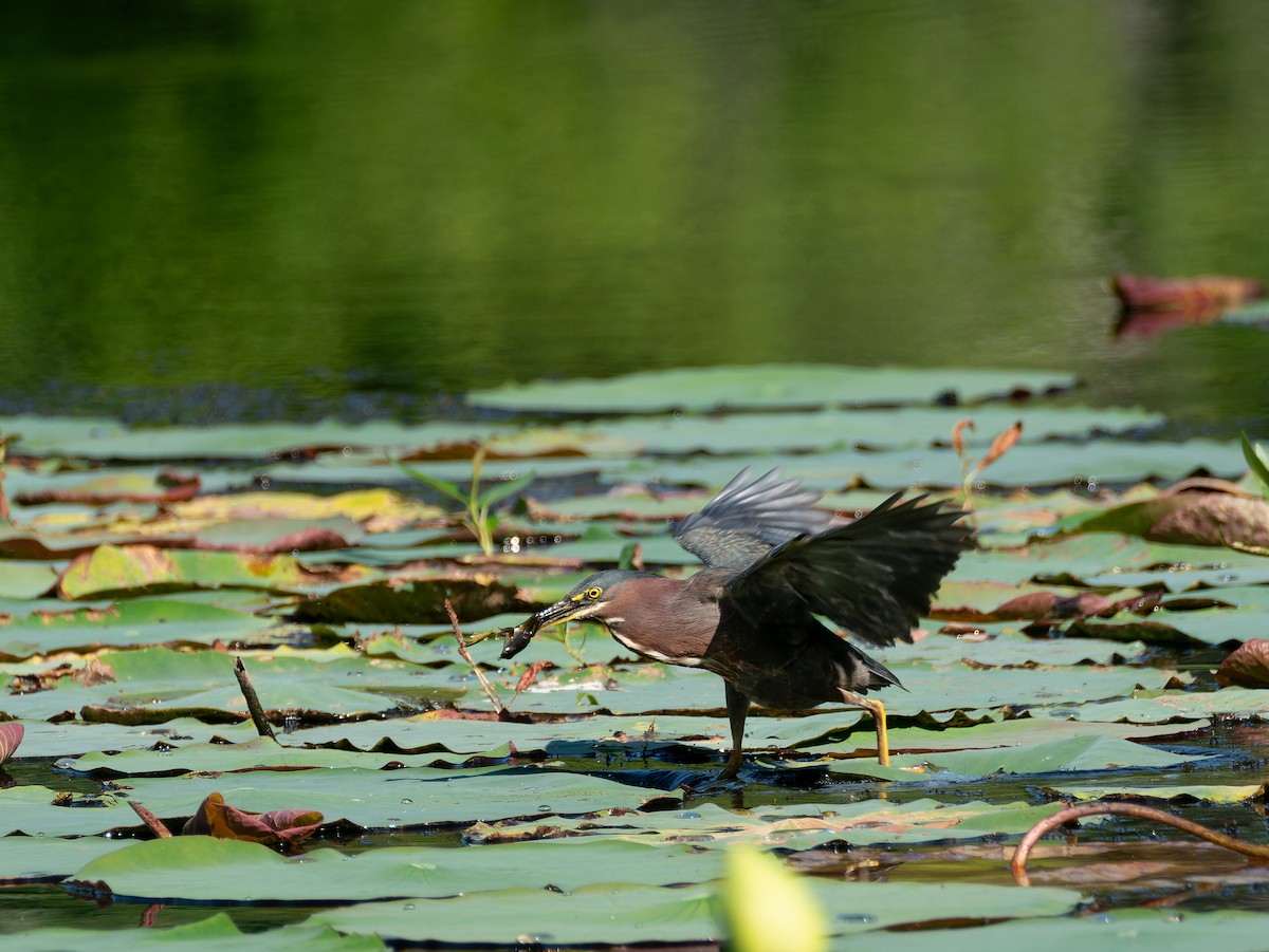 Green Heron - Jingnan  Shi