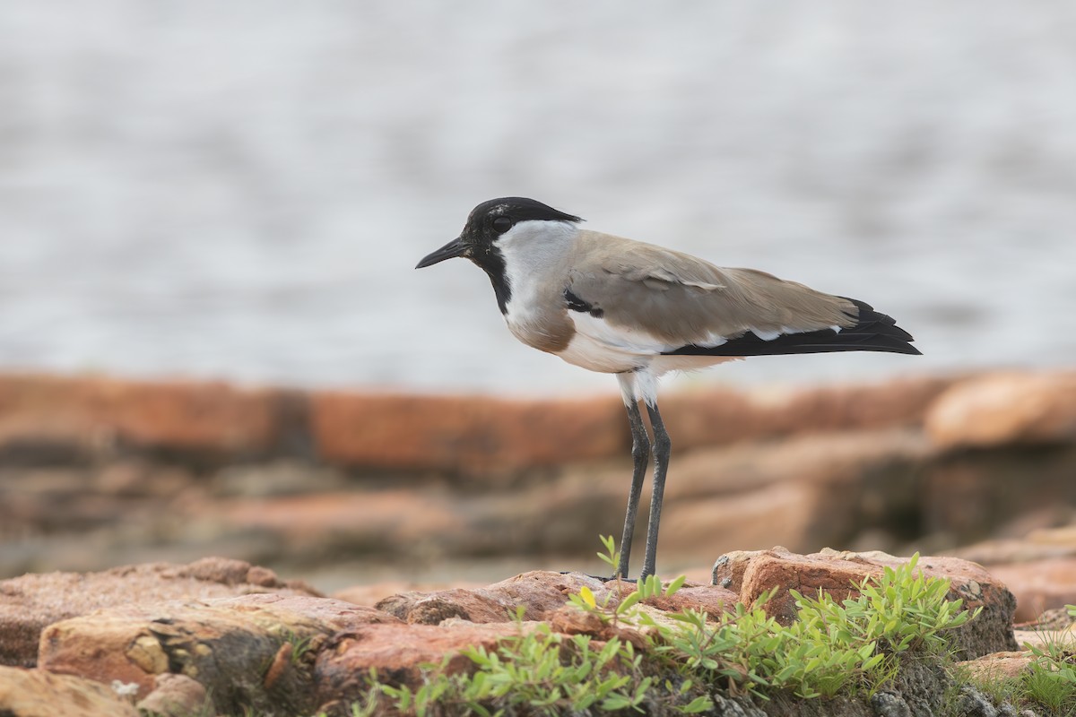 River Lapwing - ML622901550