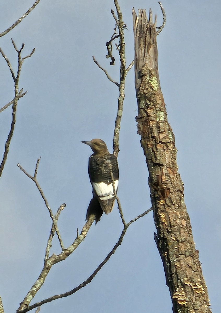 Red-headed Woodpecker - ML622901556