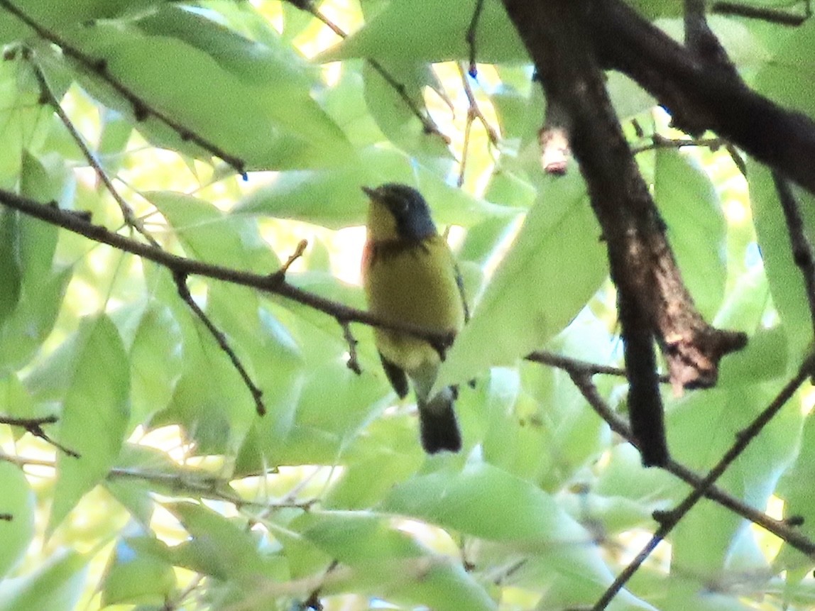 Canada Warbler - ML622901560