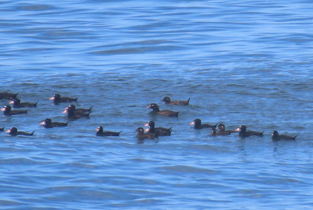 White-winged Scoter - ML622901562