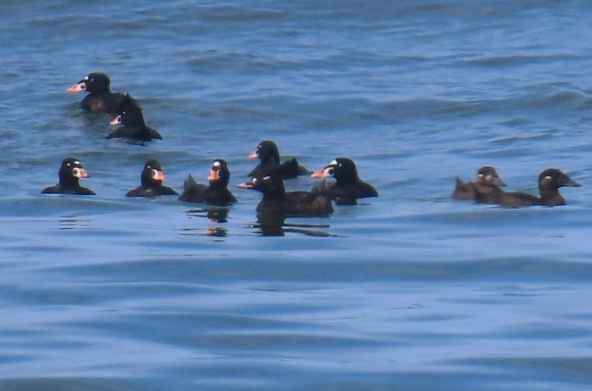 White-winged Scoter - ML622901571