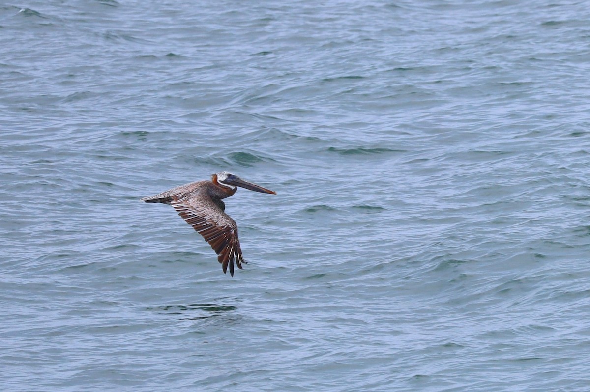 Brown Pelican - ML622901582