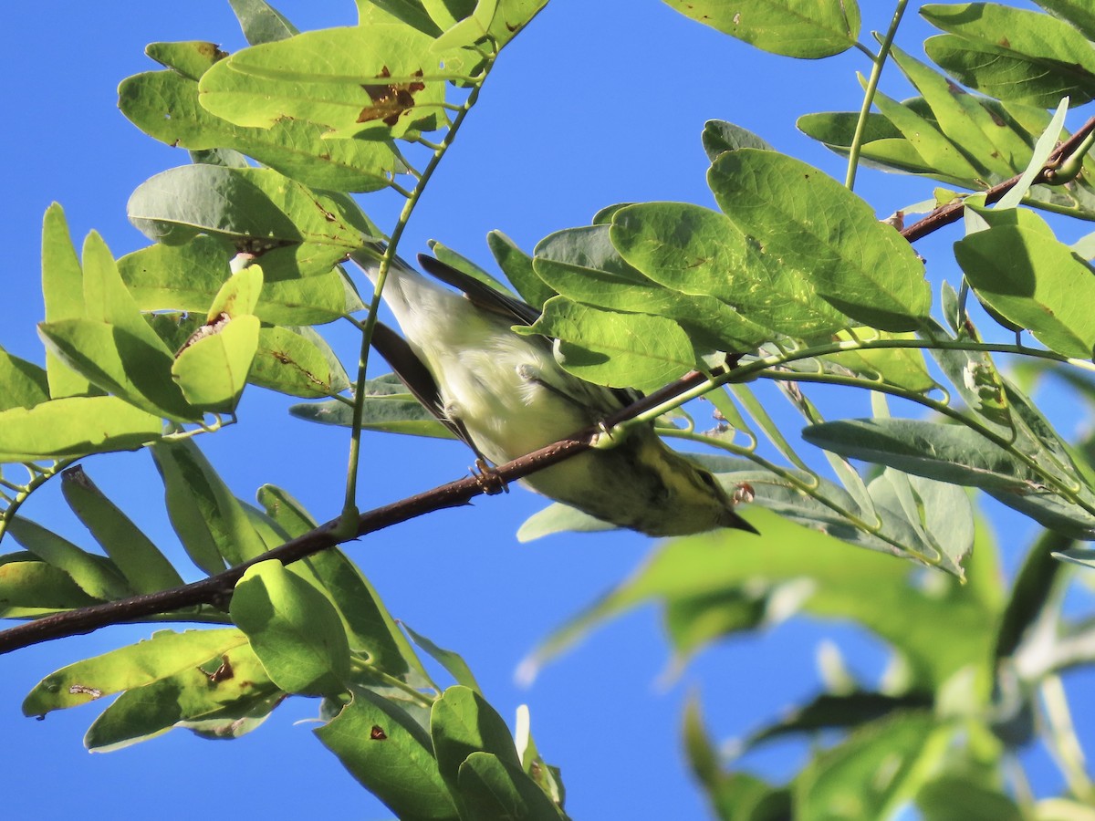 Black-throated Green Warbler - ML622901592