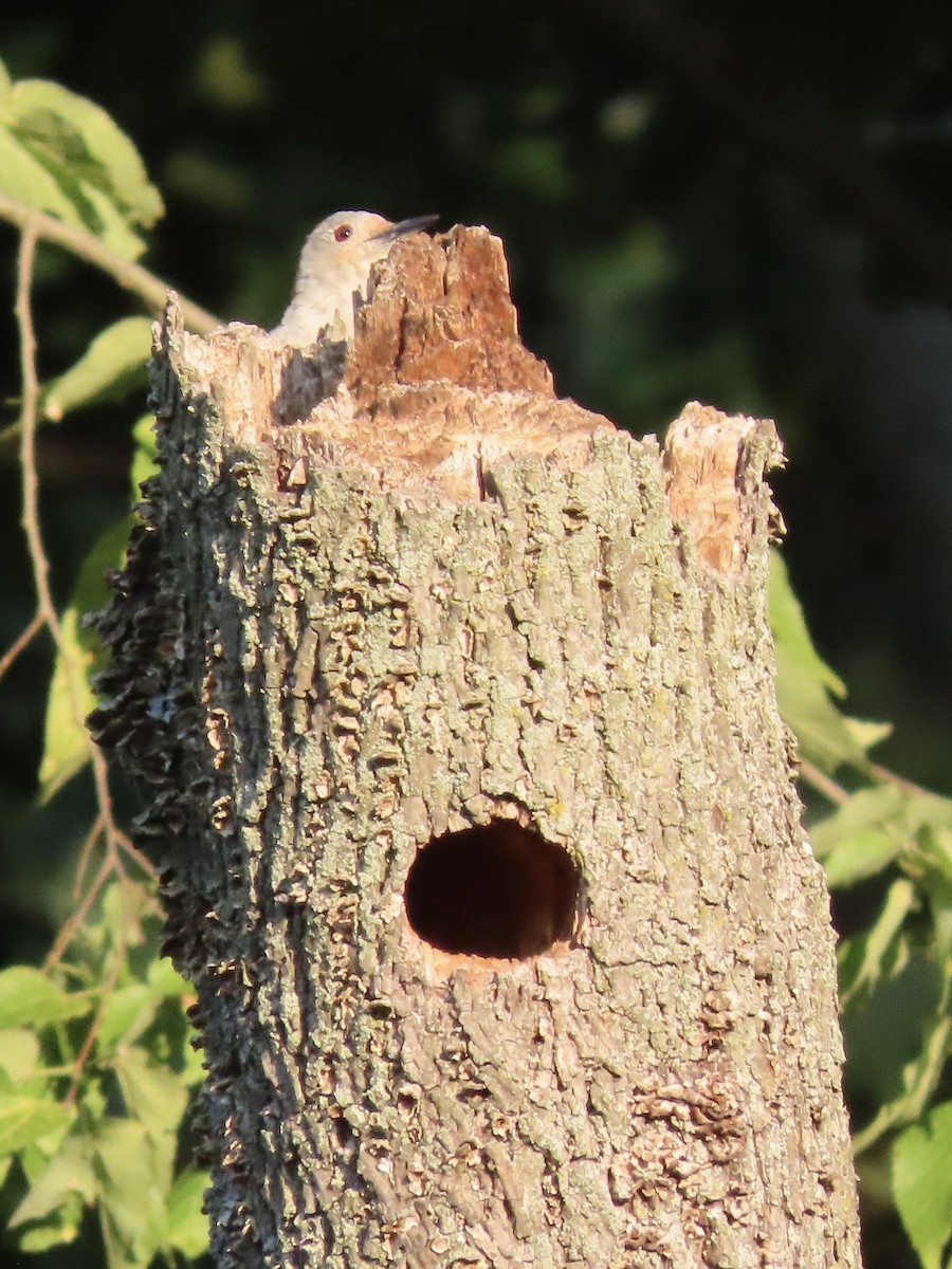 Red-bellied Woodpecker - ML622901624