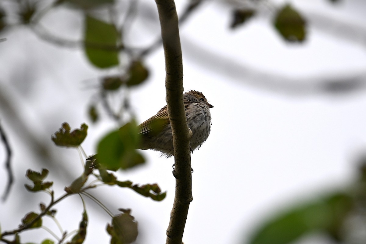 Chipping Sparrow - ML622901672