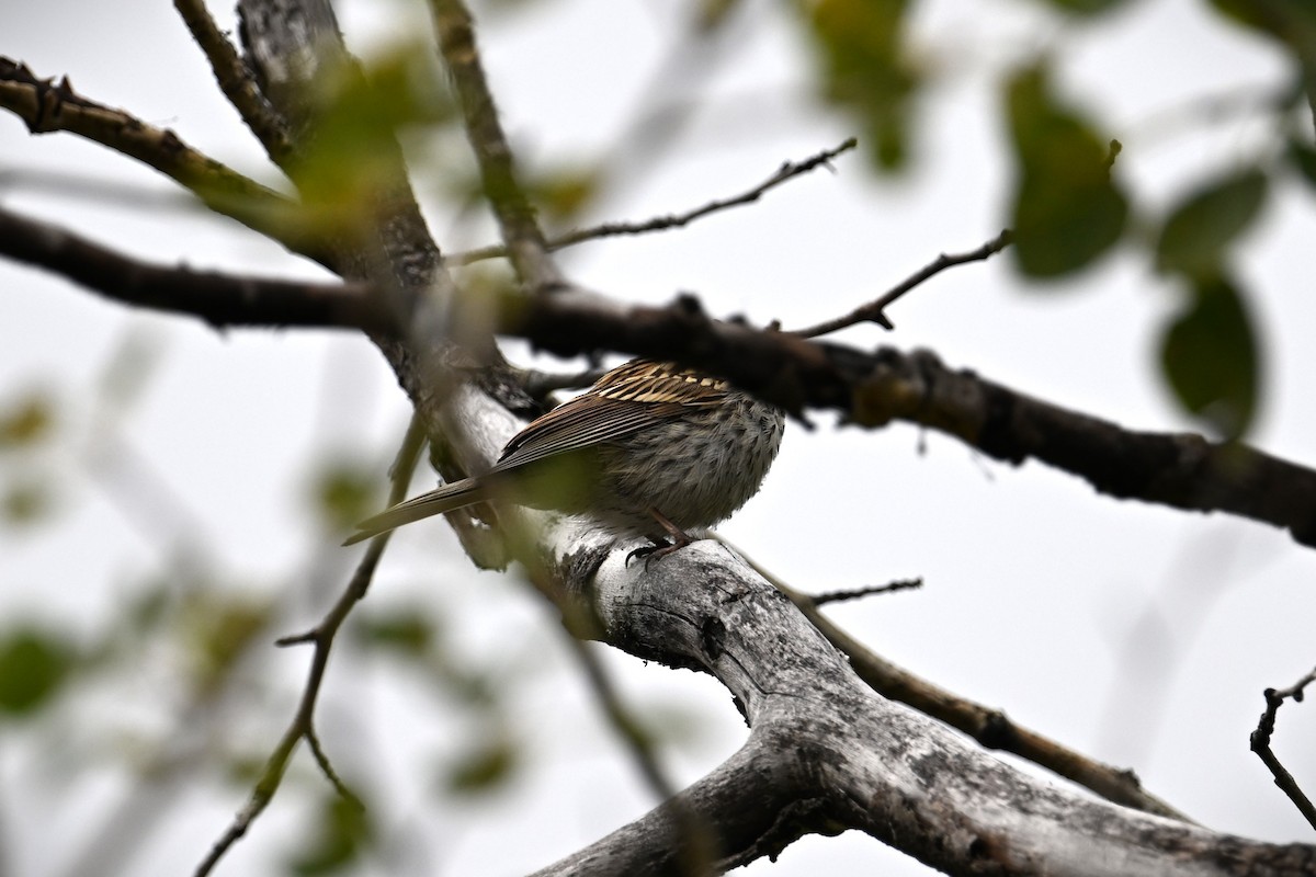 Chipping Sparrow - ML622901673