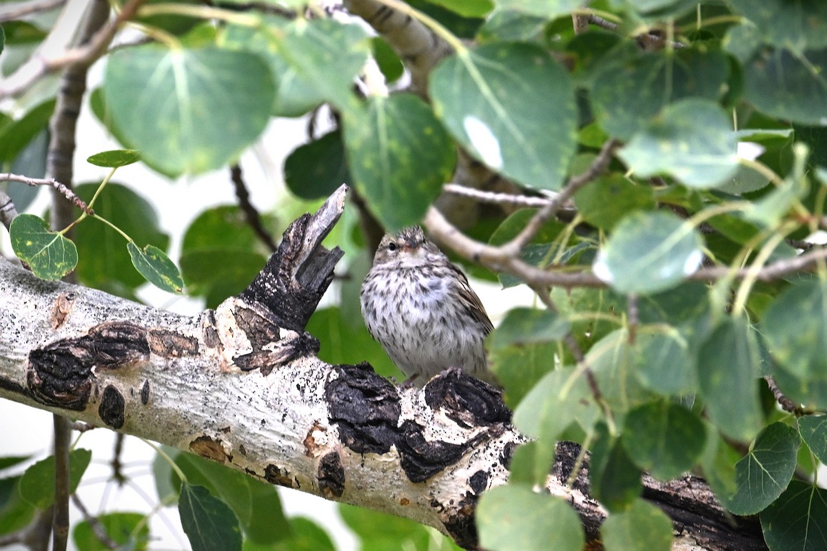 Chipping Sparrow - ML622901675