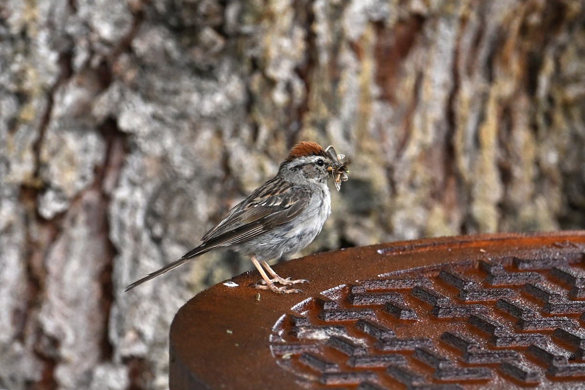 Chipping Sparrow - ML622901676