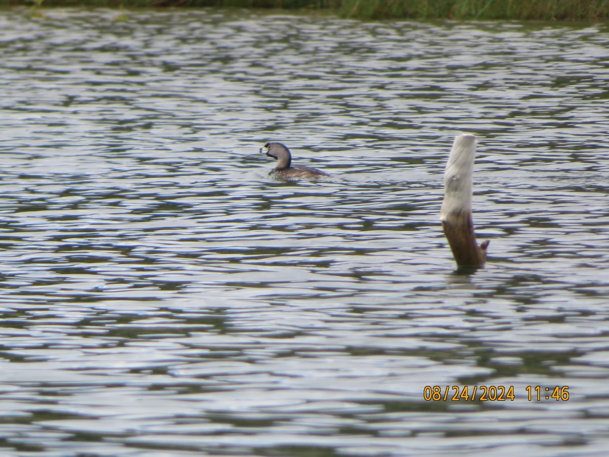 Pied-billed Grebe - ML622901716