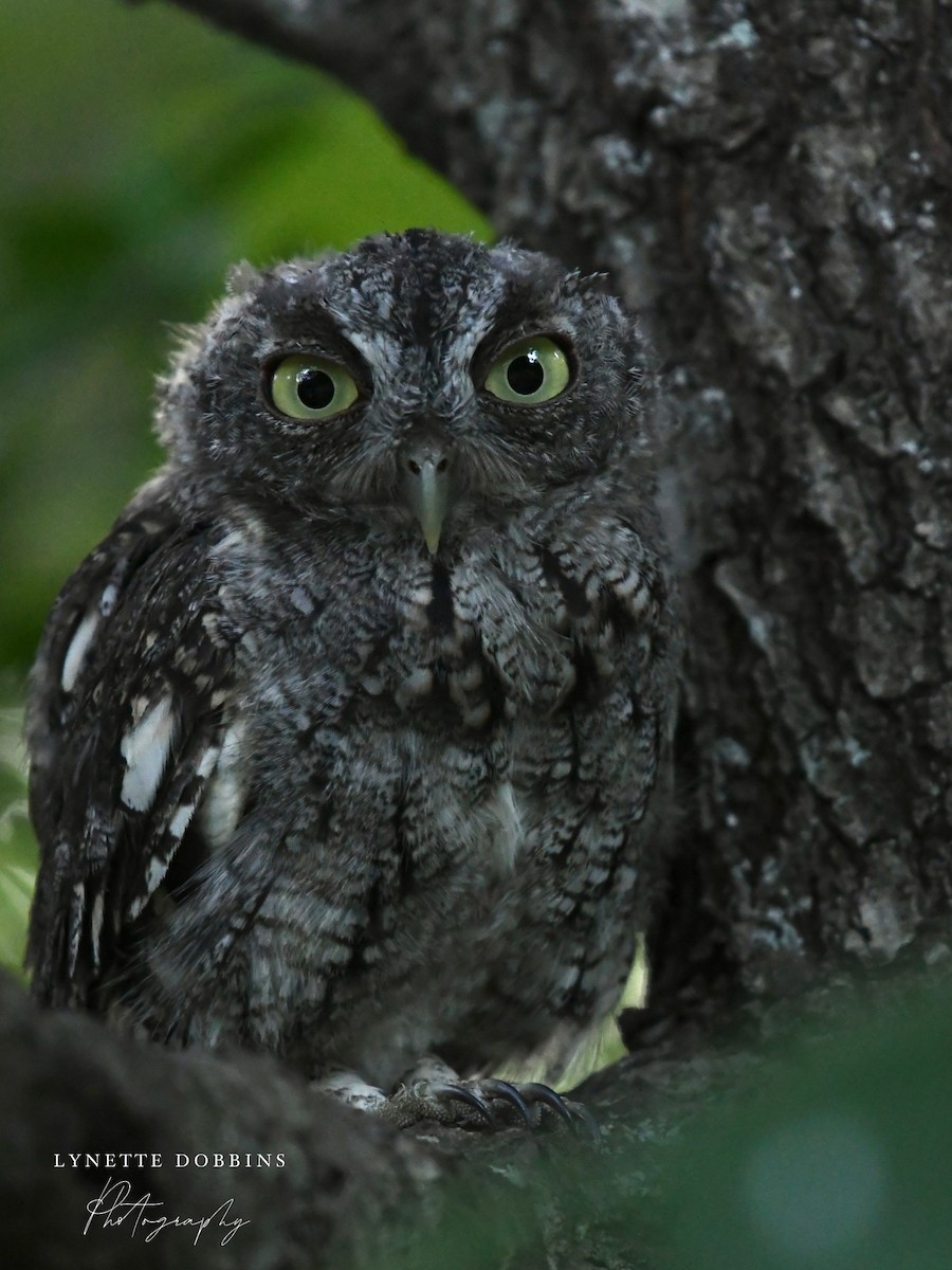 Eastern Screech-Owl - ML622901778