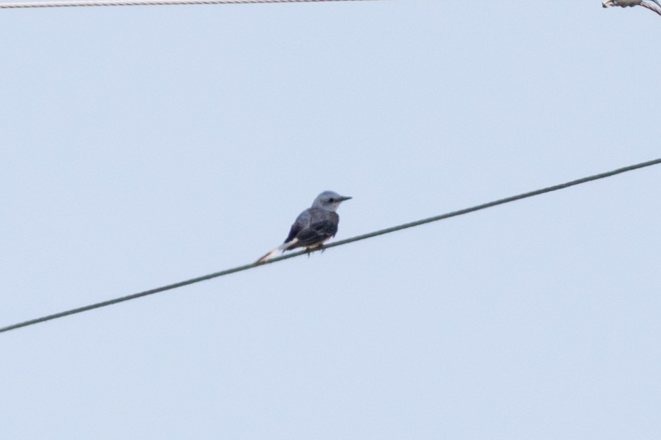 Scissor-tailed Flycatcher - ML622901786