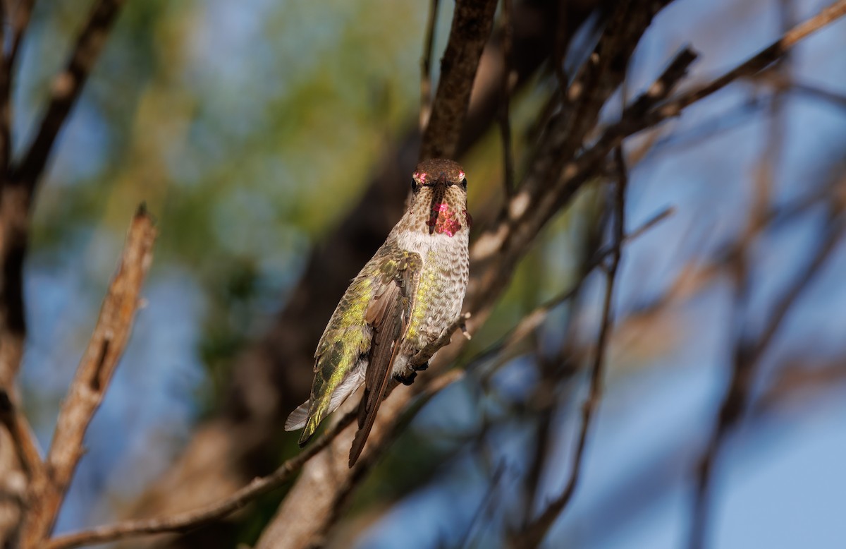 Anna's Hummingbird - ML622901815