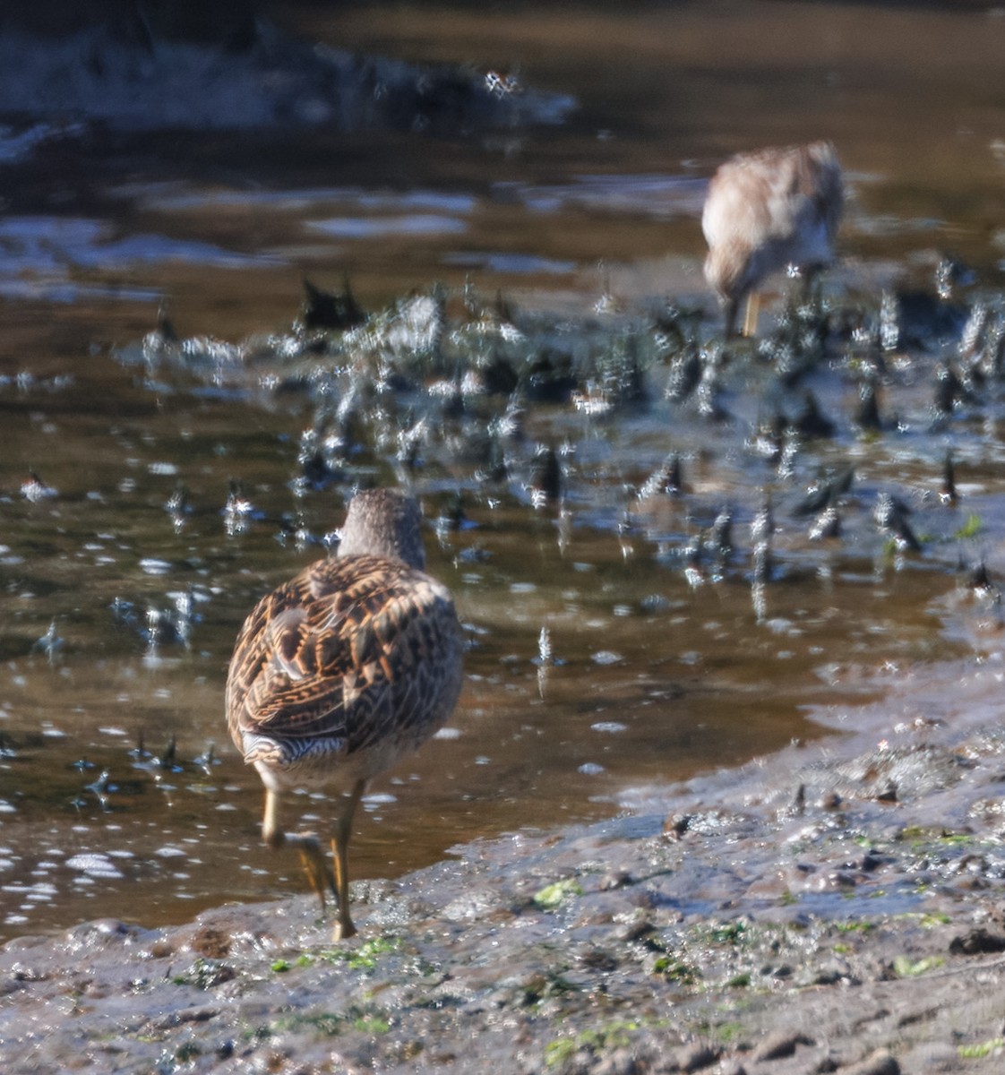 Short-billed/Long-billed Dowitcher - ML622901835