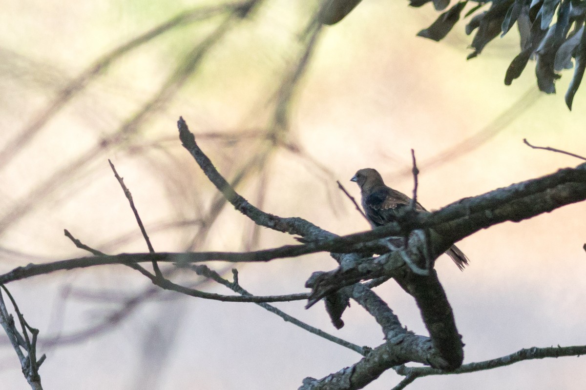 Brown-headed Cowbird - ML622901840