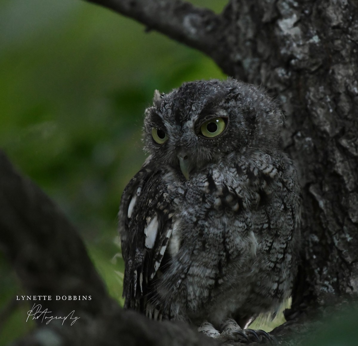 Eastern Screech-Owl - ML622901862