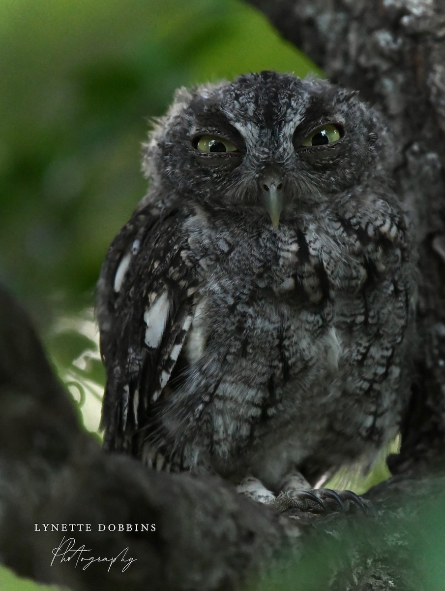 Eastern Screech-Owl - ML622901863