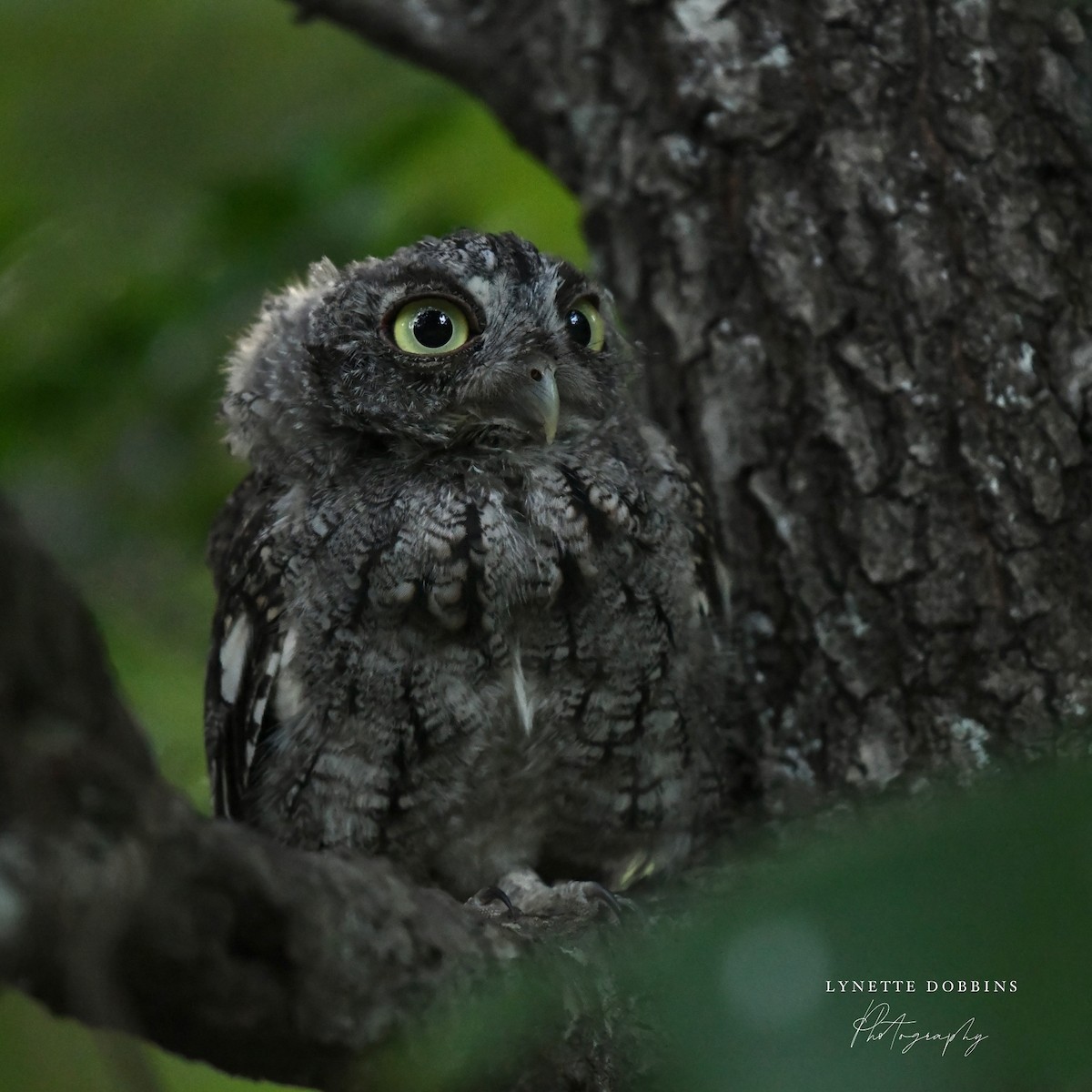 Eastern Screech-Owl - ML622901864