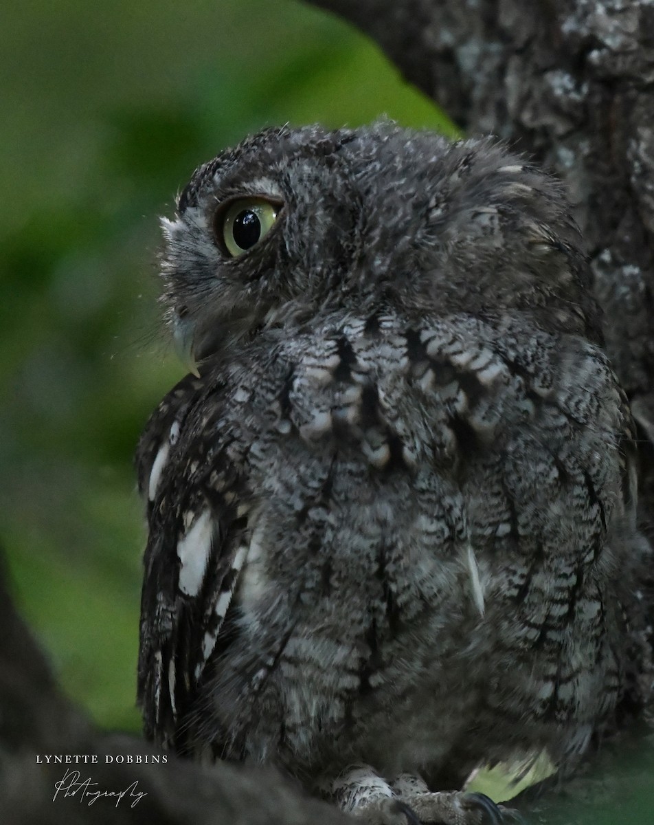Eastern Screech-Owl - ML622901865
