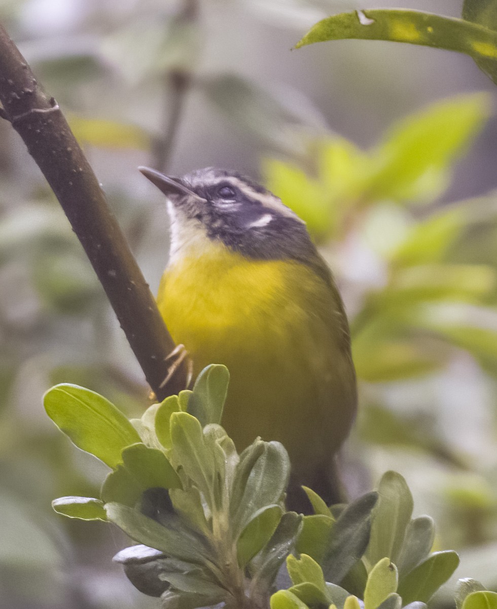 Santa Marta Warbler - ML622901871