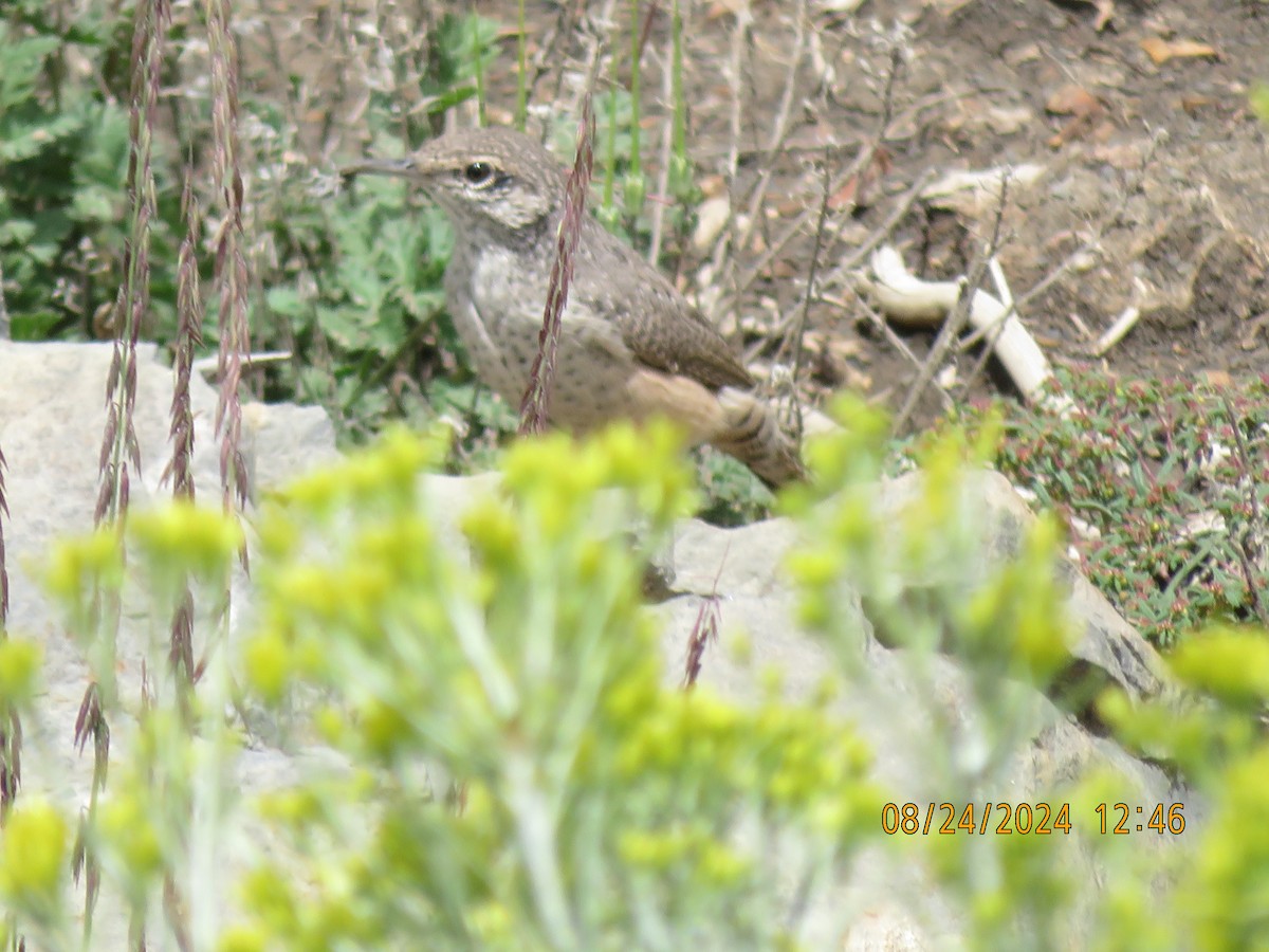 House Wren - ML622901881