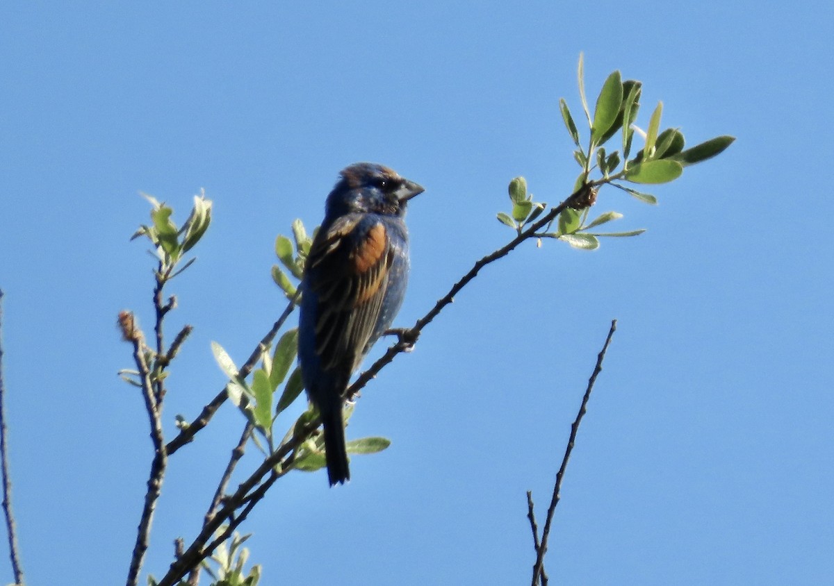 Blue Grosbeak - ML622901914