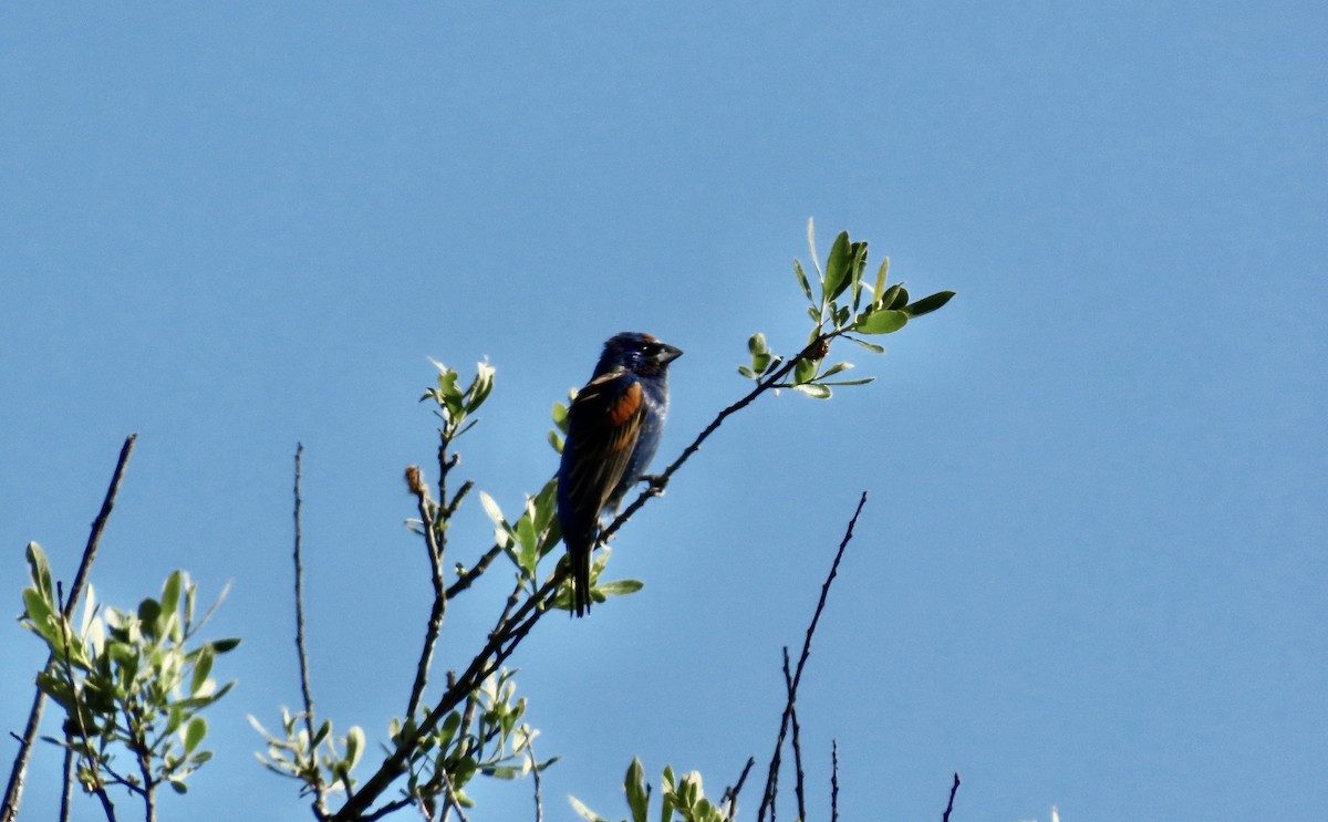 Blue Grosbeak - ML622901915