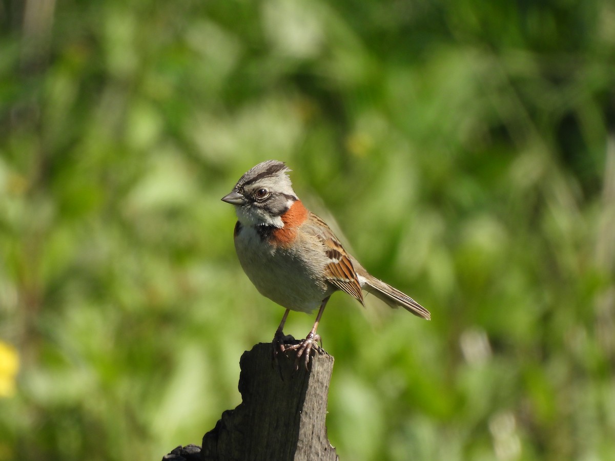 Rufous-collared Sparrow - ML622901916