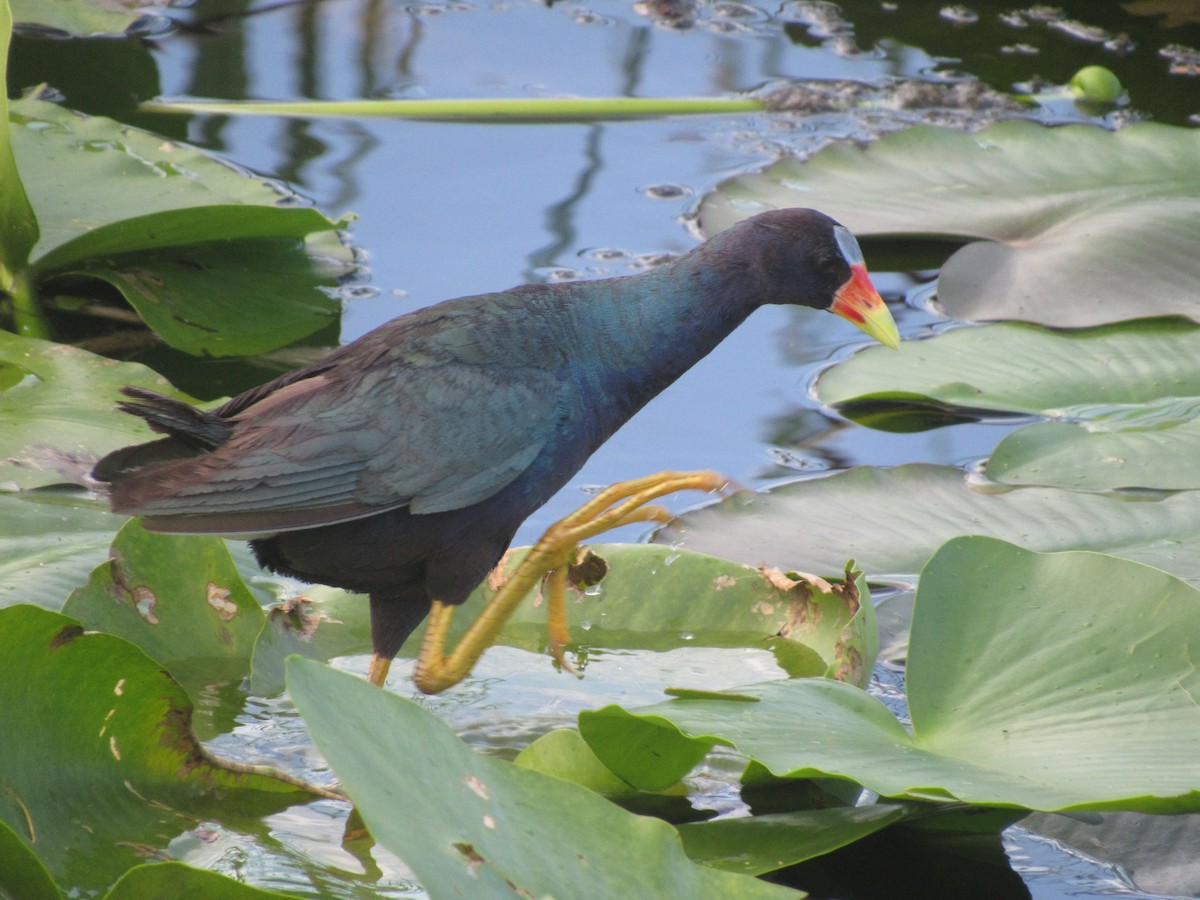 Purple Gallinule - ML622901926