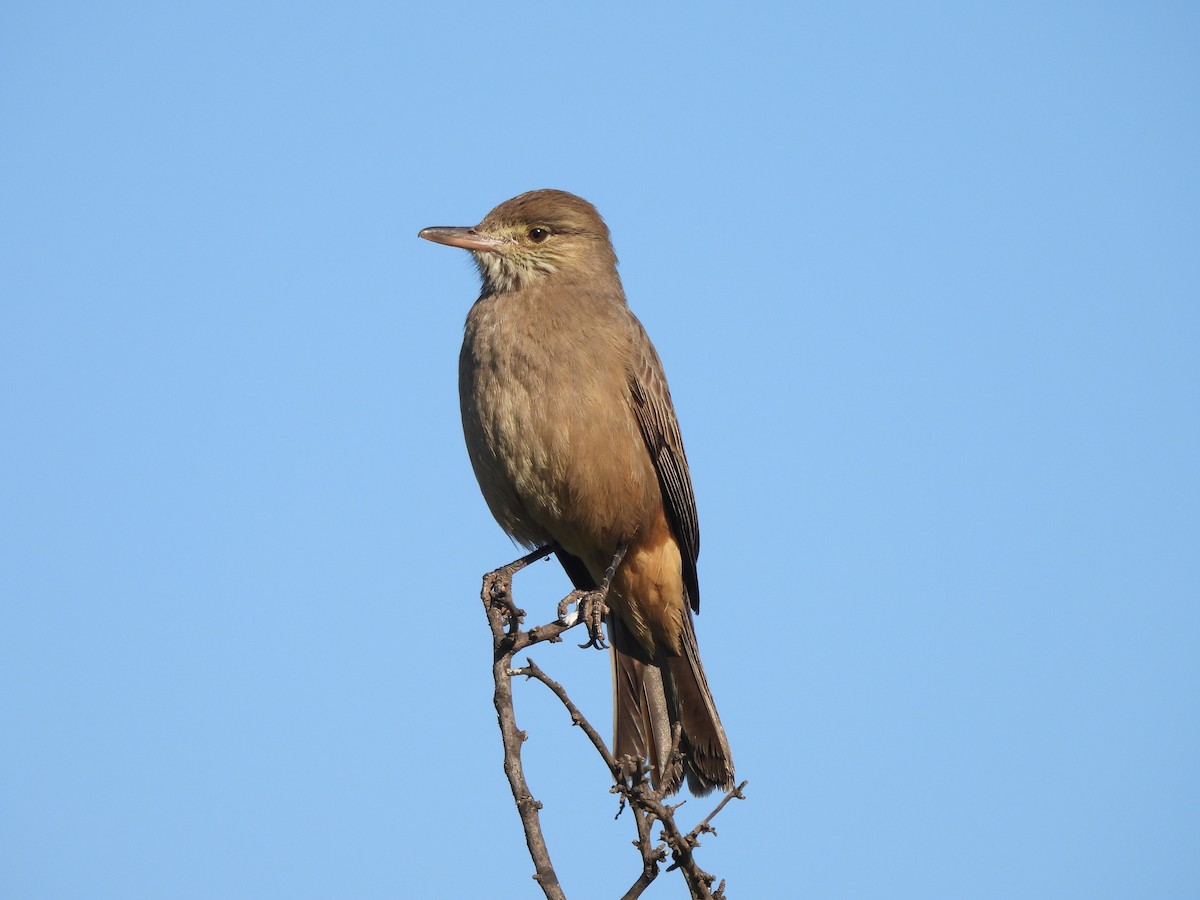 Great Shrike-Tyrant - ML622901929