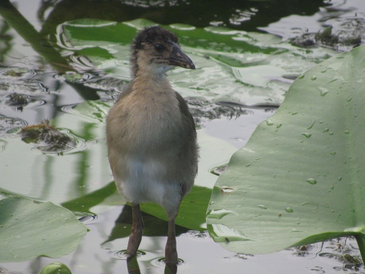 Purple Gallinule - ML622901936